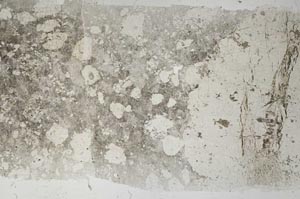 Plane Polarized, S56652