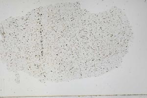 Plane Polarized, S56667