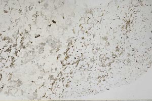 Plane Polarized, S56681