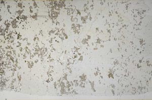 Plane Polarized, S56702