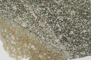 Plane Polarized, S56709