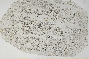 Plane Polarized, S56734