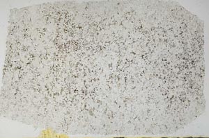 Plane Polarized, S56735
