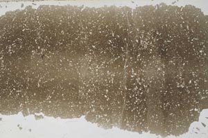 Plane Polarized, S56741