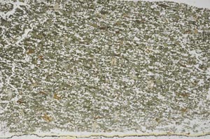 Plane Polarized, S56742