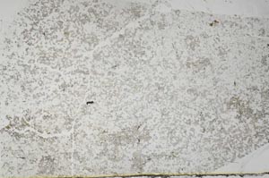Plane Polarized, S56752