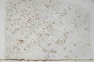 Plane Polarized, S56753