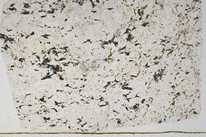 Plane Polarized, S56762