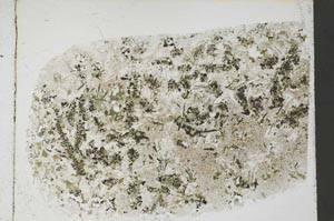 Plane Polarized, S56792