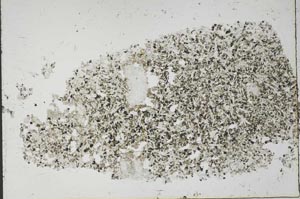 Plane Polarized, S56795/A