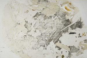 Plane Polarized, S56830/A