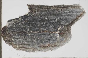 Plane Polarized, S56936