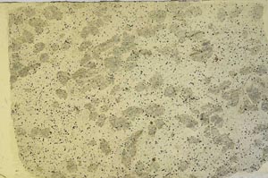 Plane Polarized, S57060