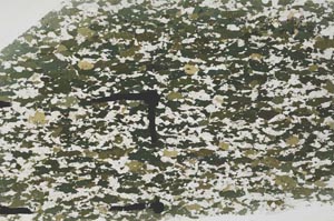 Plane Polarized, S57096