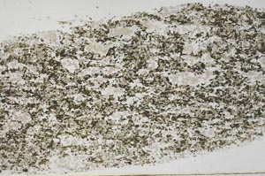 Plane Polarized, S57098