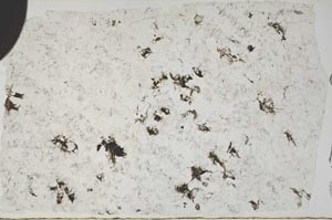 Plane Polarized, S57126/B