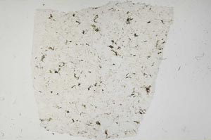Plane Polarized, S57127