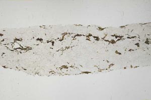 Plane Polarized, S57130