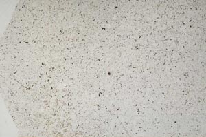 Plane Polarized, S57136