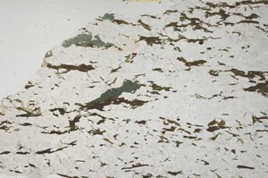 Plane Polarized, S57143