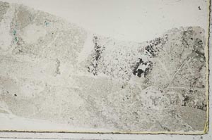 Plane Polarized, S57169