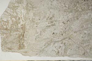 Plane Polarized, S57201