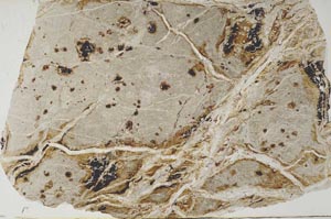 Plane Polarized, S57206