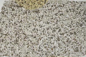 Plane Polarized, S57350