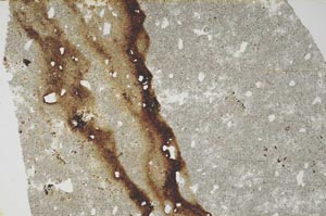 Plane Polarized, S57372
