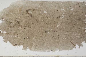 Plane Polarized, S57399