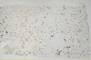 Plane Polarized, S57533