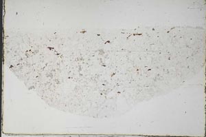 Plane Polarized, S57539