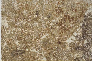 Plane Polarized, S57564