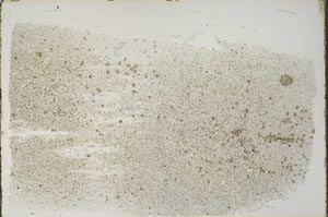 Plane Polarized, S57604