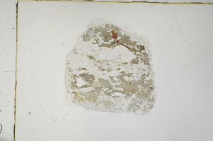 Plane Polarized, S57619