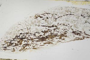 Plane Polarized, S57645