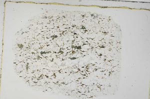 Plane Polarized, S57646