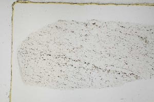 Plane Polarized, S57658