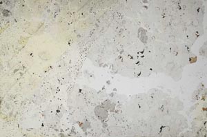 Plane Polarized, S57694