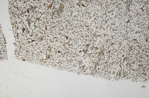 Plane Polarized, S57704