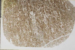 Plane Polarized, S57750