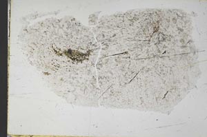 Plane Polarized, S57791
