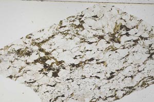 Plane Polarized, S57822