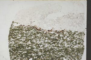 Plane Polarized, S57844