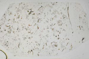 Plane Polarized, S57891