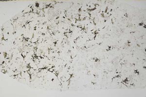 Plane Polarized, S57899