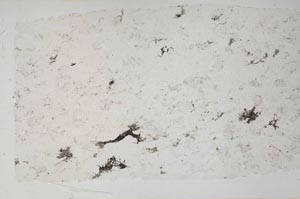 Plane Polarized, S57900