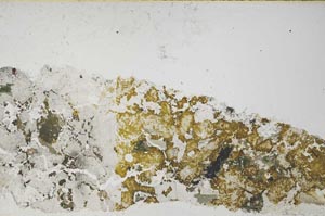 Plane Polarized, S57920