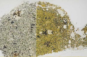 Plane Polarized, S57927