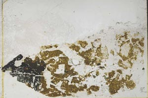 Plane Polarized, S57932/A